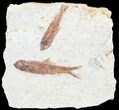 Multiple Knightia Fossil Fish - Wyoming #60890-1